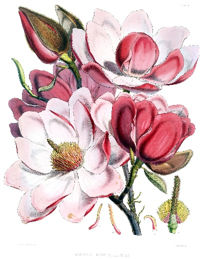 Magnoliopsida